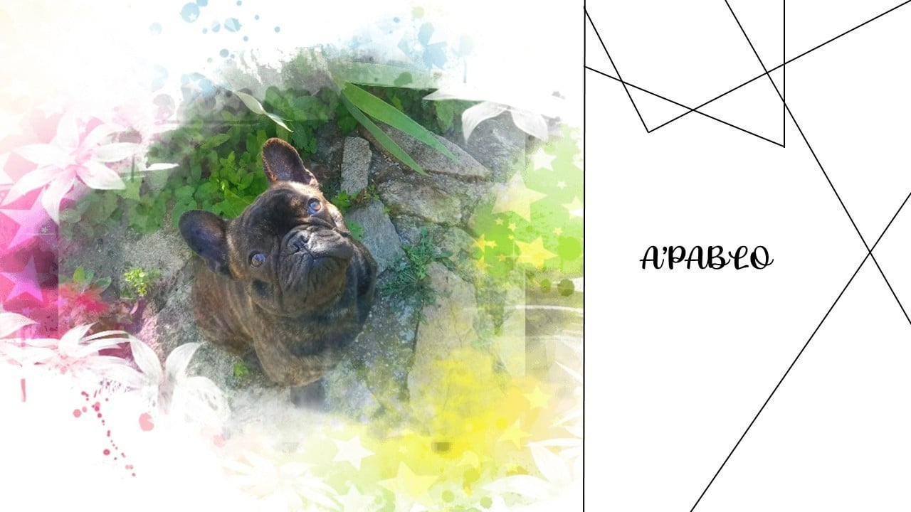 Publication : Alexandre Petris