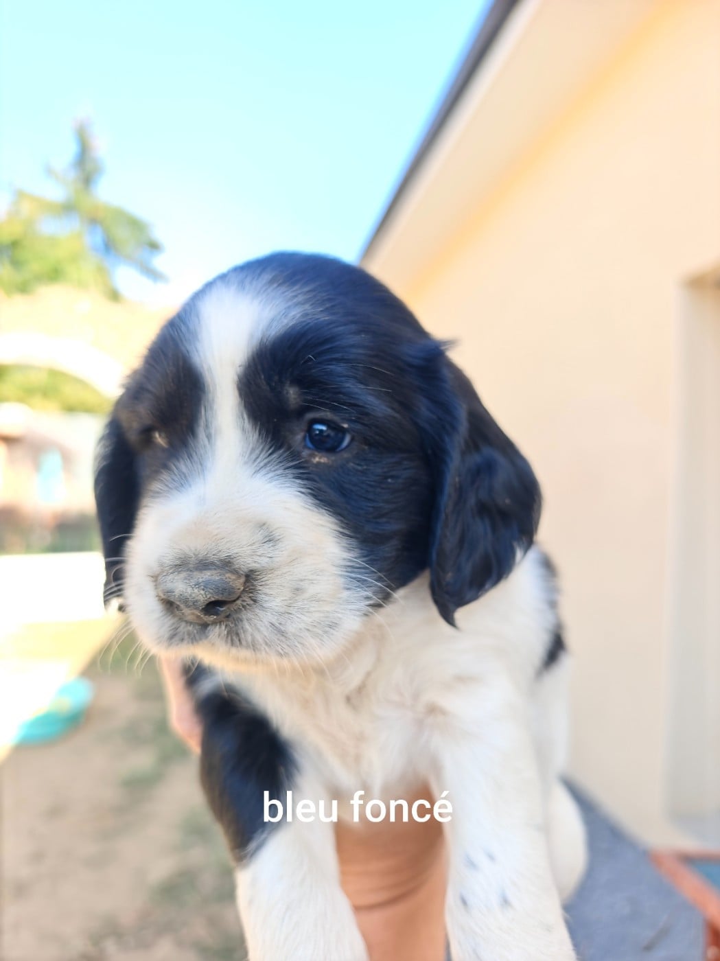 Chiot N°1 - English Springer Spaniel