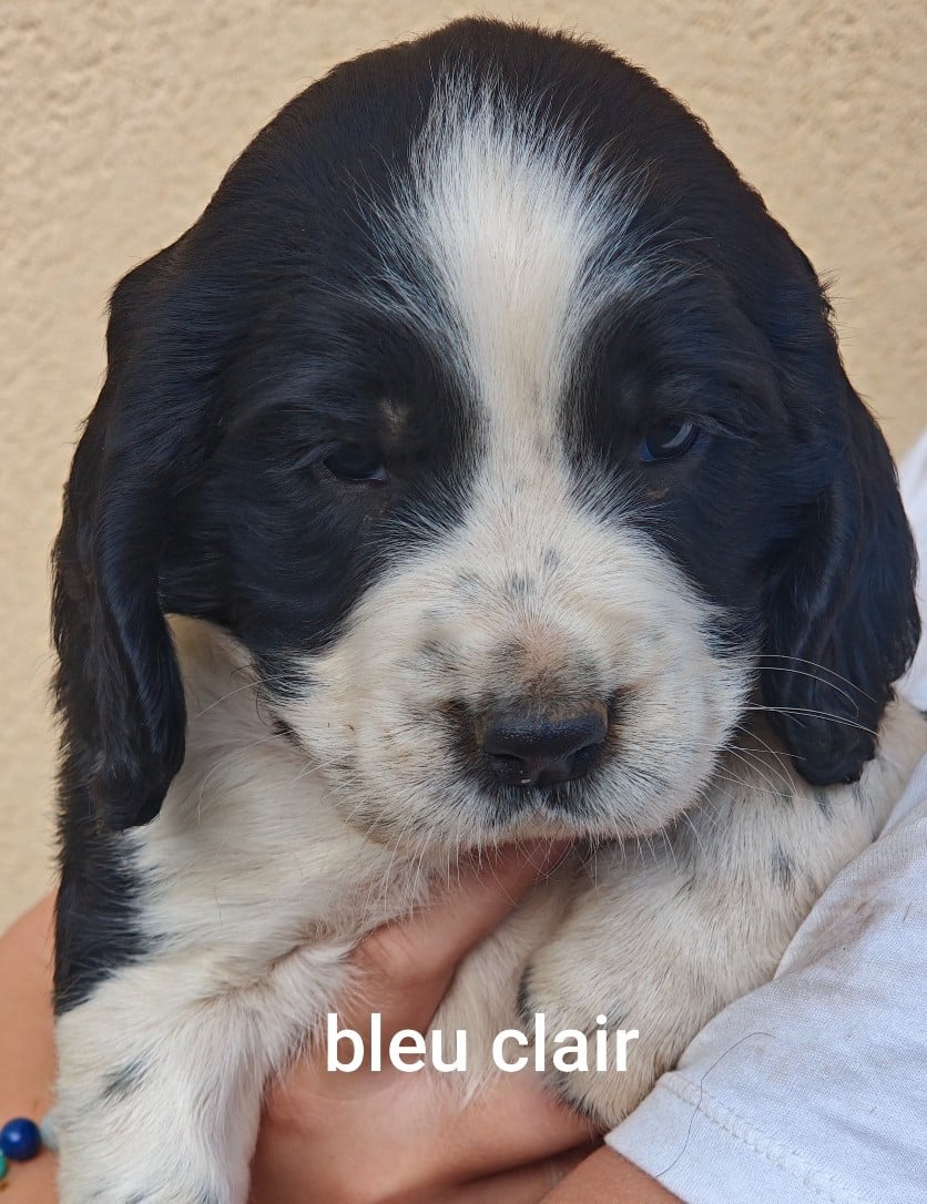 Chiot N°4 - English Springer Spaniel