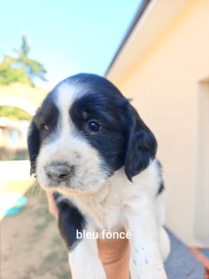 Les chiots de English Springer Spaniel