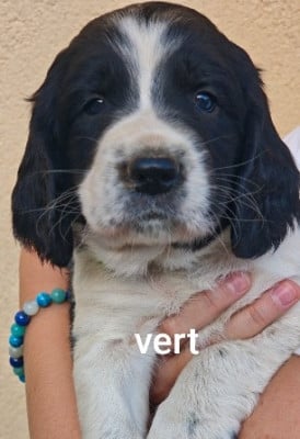 Les chiots de English Springer Spaniel