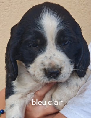 Les chiots de English Springer Spaniel