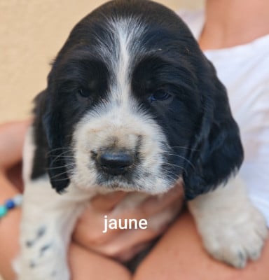 Les chiots de English Springer Spaniel