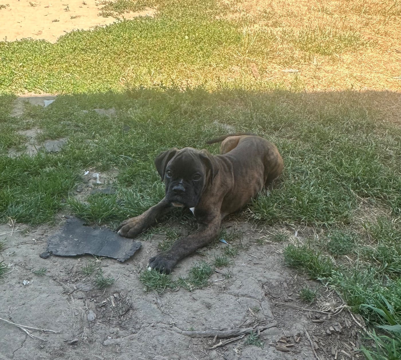 Chiot N°4