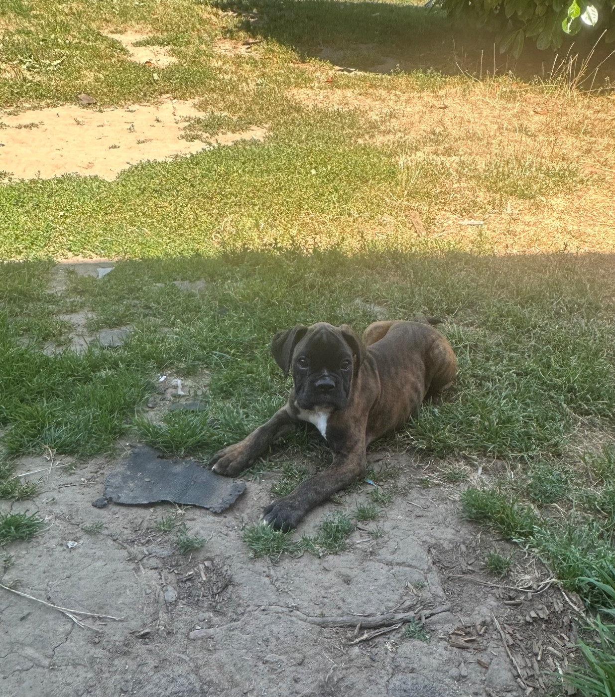 Chiot N°4