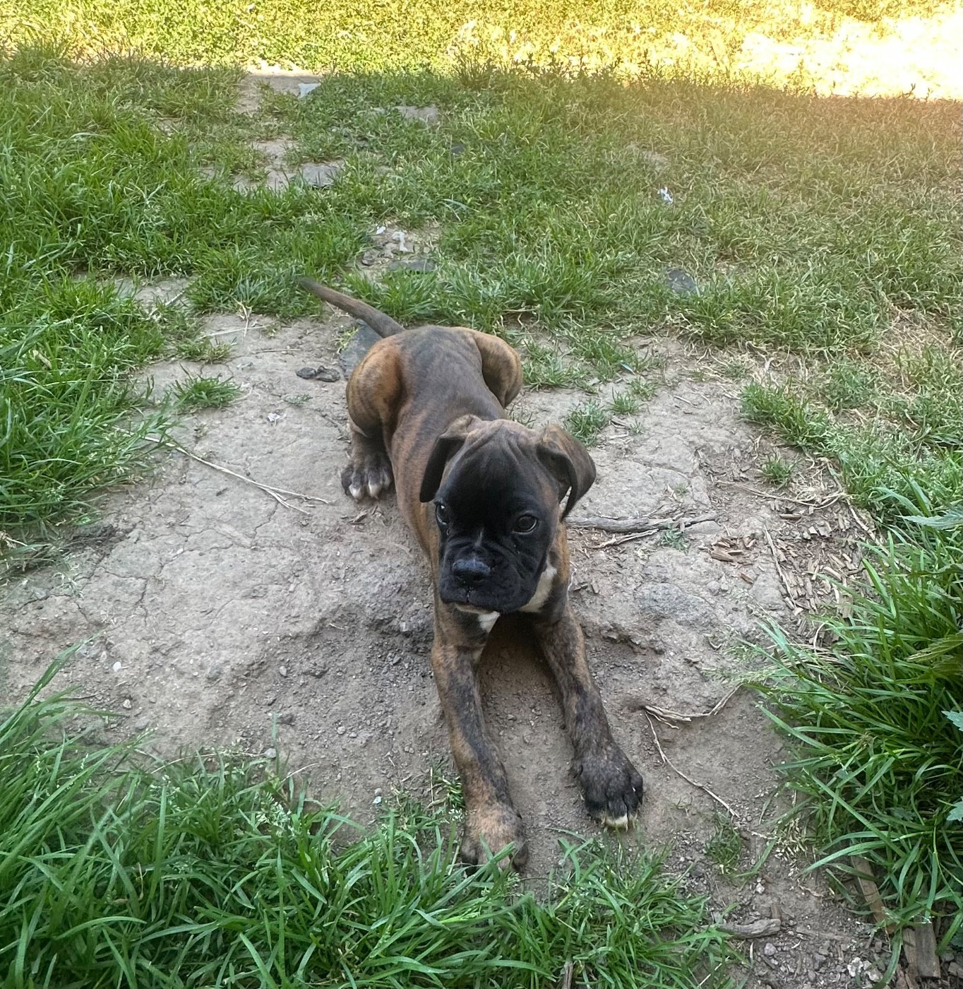 Chiot N°4
