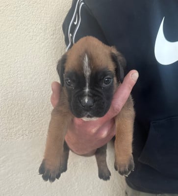 Les chiots de Boxer