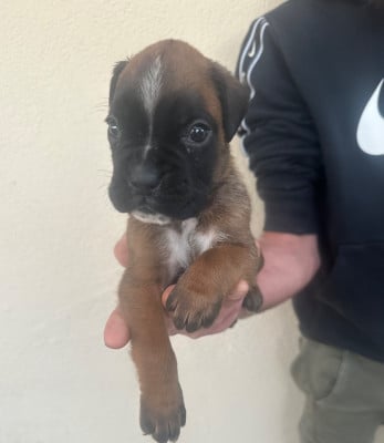Les chiots de Boxer