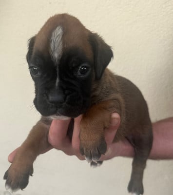 Les chiots de Boxer