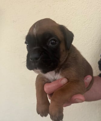 Les chiots de Boxer