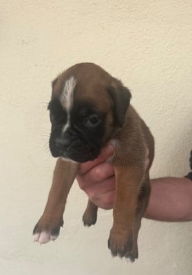 Les chiots de Boxer