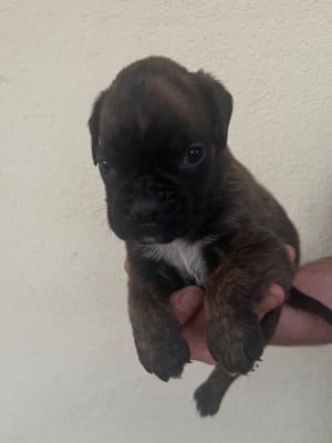 Les chiots de Boxer