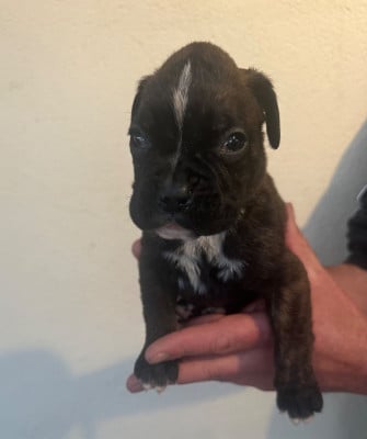 Les chiots de Boxer