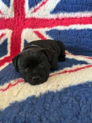 Les chiots de Staffordshire Bull Terrier