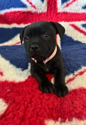 Les chiots de Staffordshire Bull Terrier
