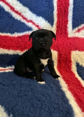 Les chiots de Staffordshire Bull Terrier
