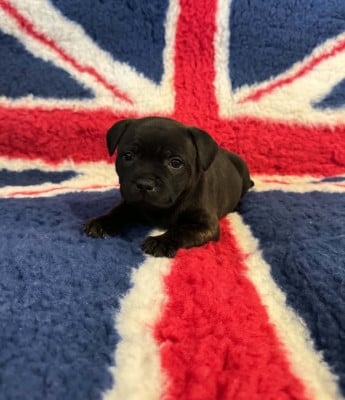 Les chiots de Staffordshire Bull Terrier