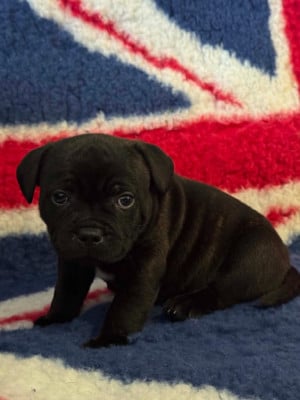 Les chiots de Staffordshire Bull Terrier