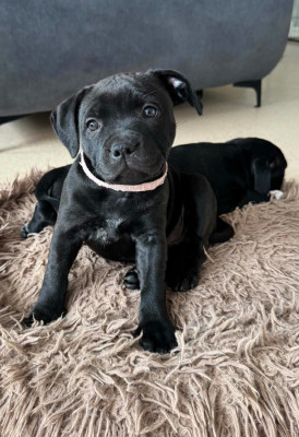 Les chiots de Staffordshire Bull Terrier