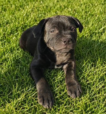 Les chiots de Staffordshire Bull Terrier