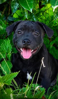 Les chiots de Staffordshire Bull Terrier