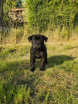 Les chiots de Staffordshire Bull Terrier
