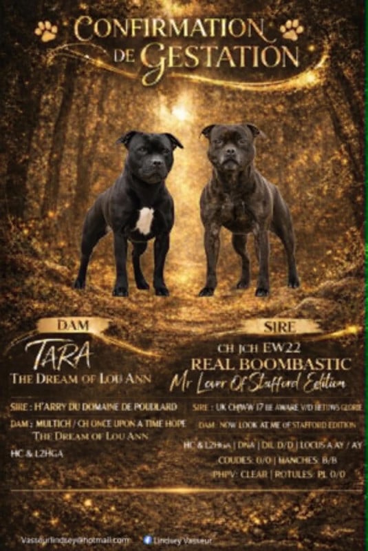 Staffordshire Bull Terrier - The Mood Of Black