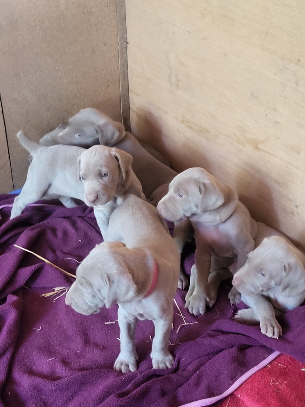 CHIOT 2