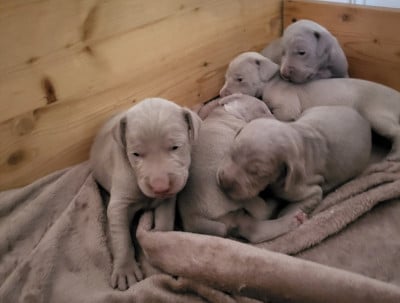 Les chiots de Braque de Weimar