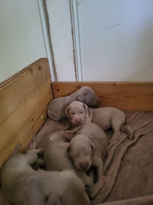 Les chiots de Braque de Weimar