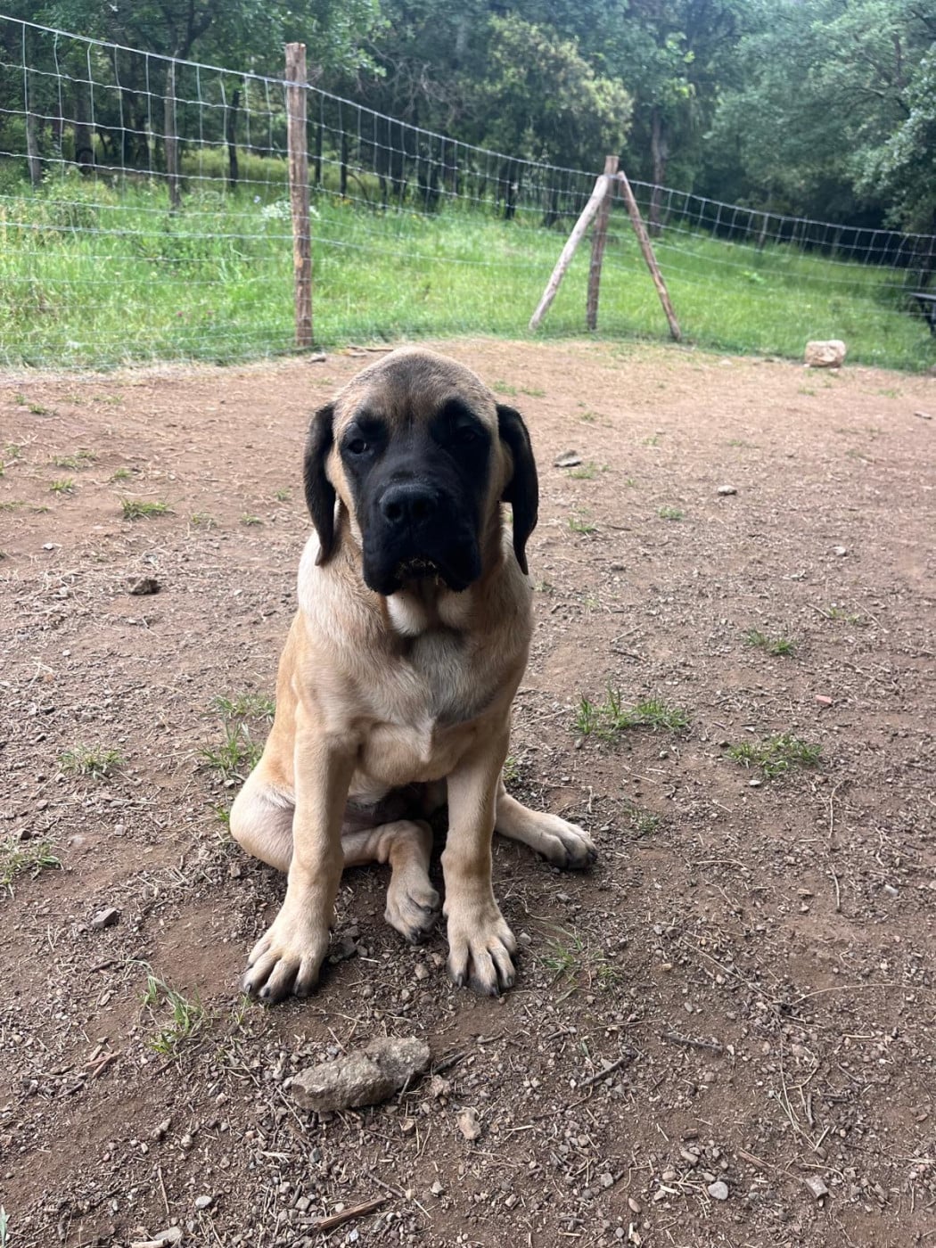 Bessy - Mastiff