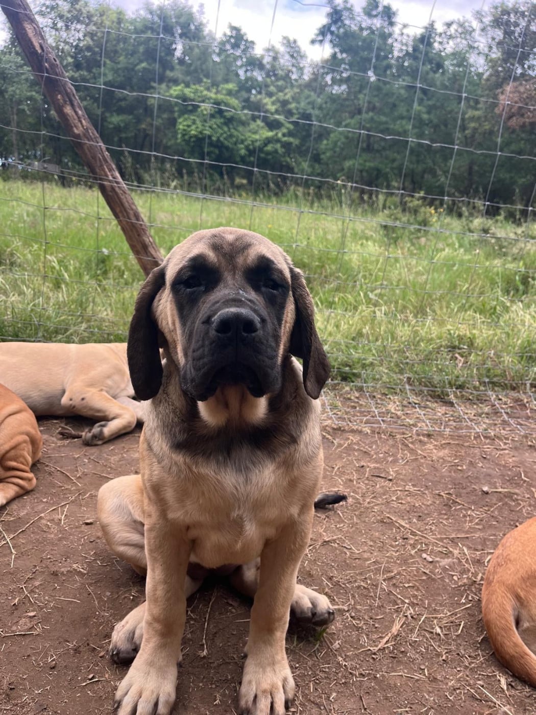 Belle - Mastiff