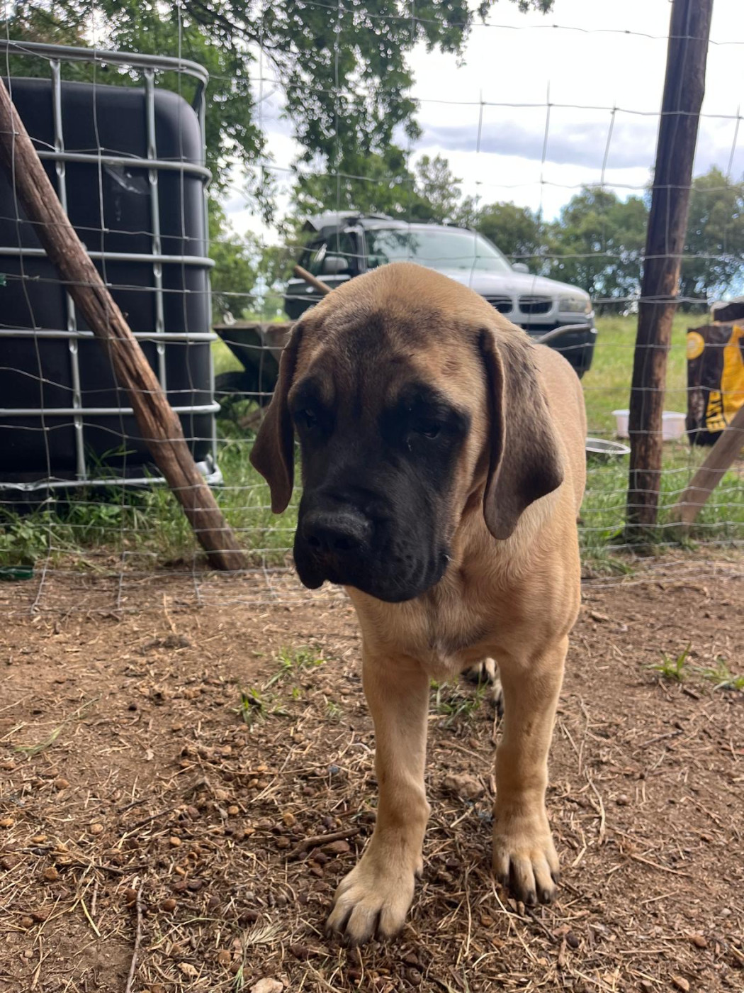 Bambi - Mastiff