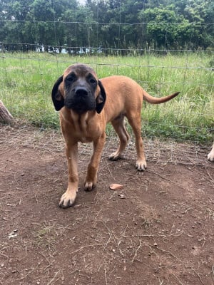 Les chiots de Mastiff