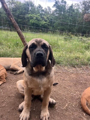 Les chiots de Mastiff