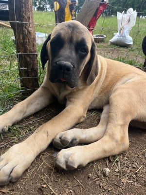 Les chiots de Mastiff