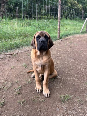 Les chiots de Mastiff