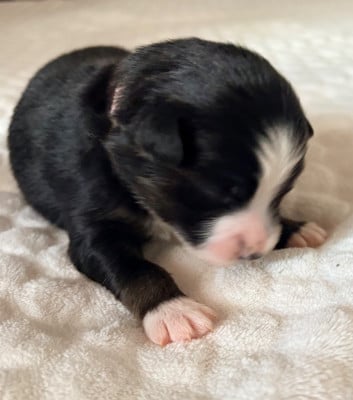 Les chiots de Berger Américain Miniature 