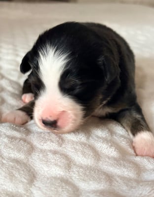 Les chiots de Berger Américain Miniature 