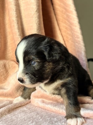 Les chiots de Berger Américain Miniature