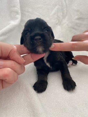Les chiots de Terrier Tibetain
