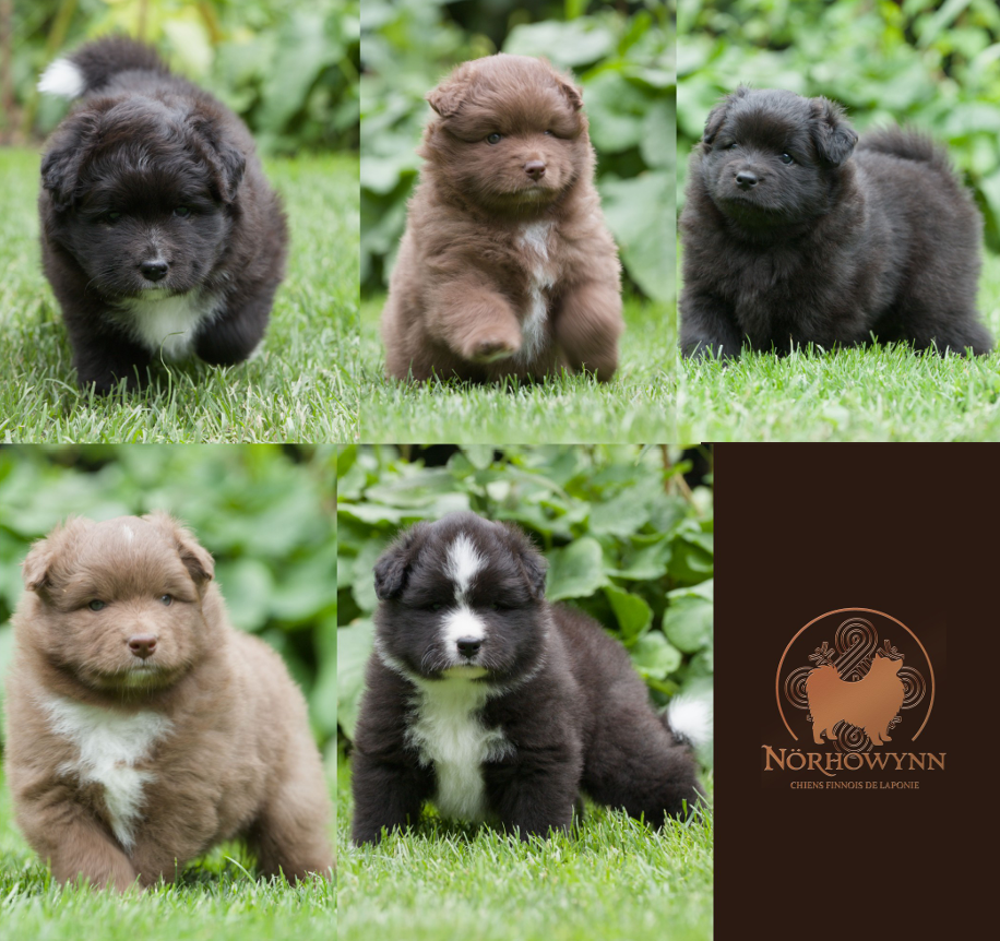 Chien finnois de Laponie - Norhowynn