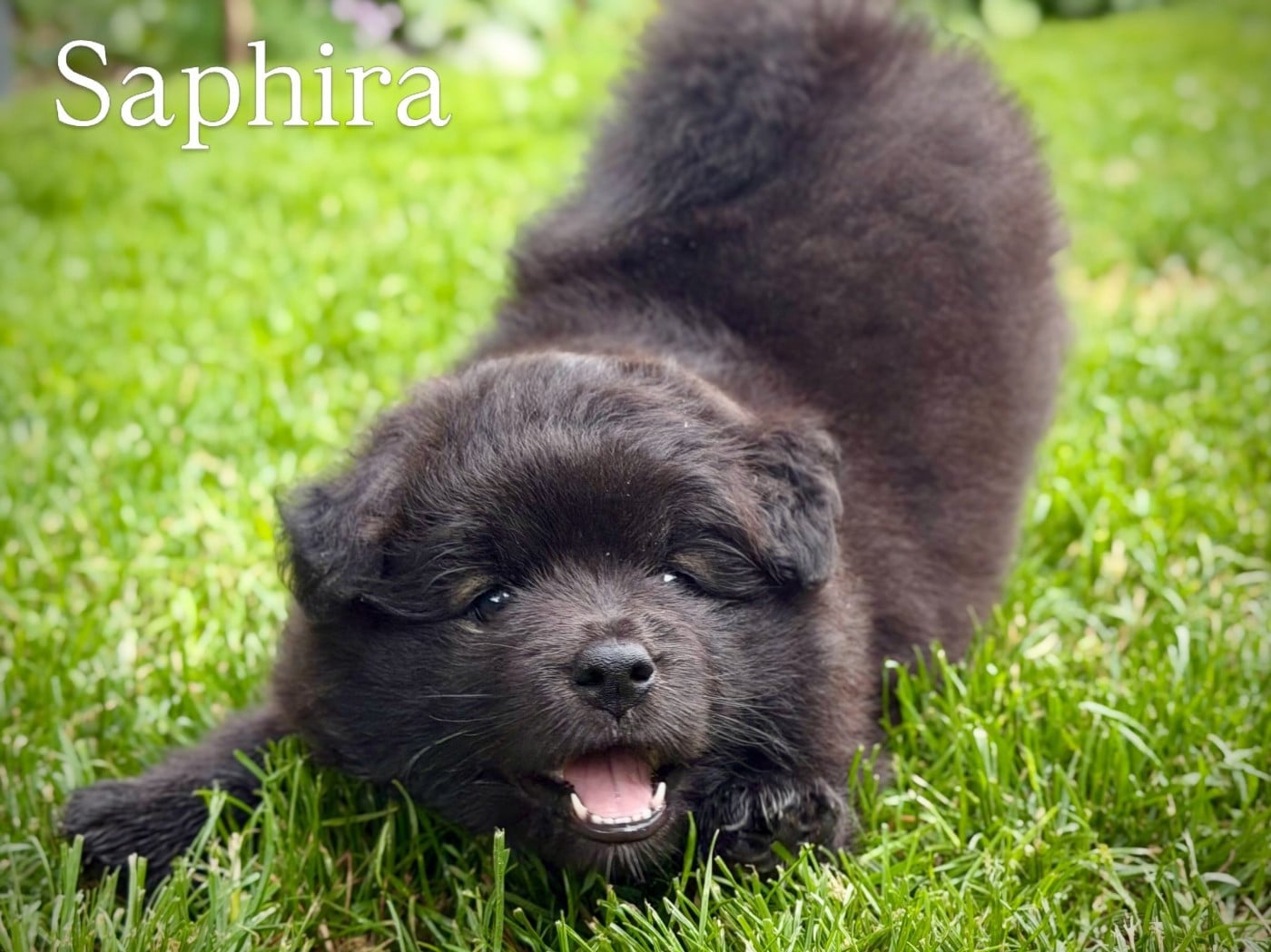 Chien finnois de Laponie - Norhowynn