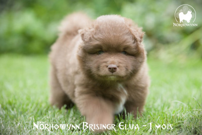 Les chiots de Chien finnois de Laponie