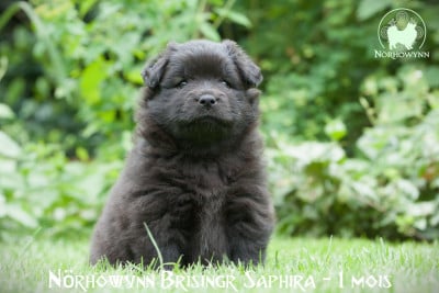 Les chiots de Chien finnois de Laponie