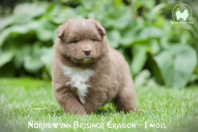 Les chiots de Chien finnois de Laponie