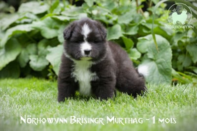 Les chiots de Chien finnois de Laponie