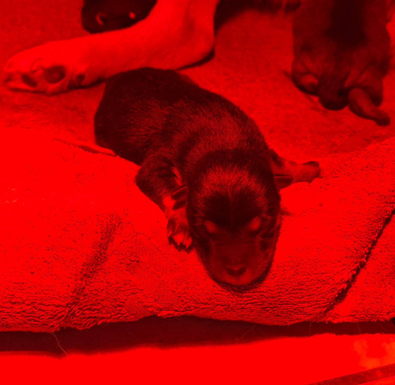 CHIOT 4 - Shiba