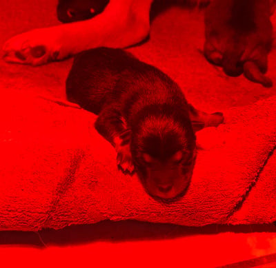 CHIOT 4 - Shiba