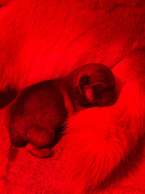 CHIOT 3 - Shiba